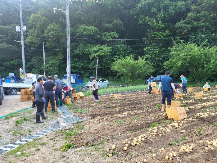 시흥시 농촌지도자시흥시연합회, 감자 수확 행사