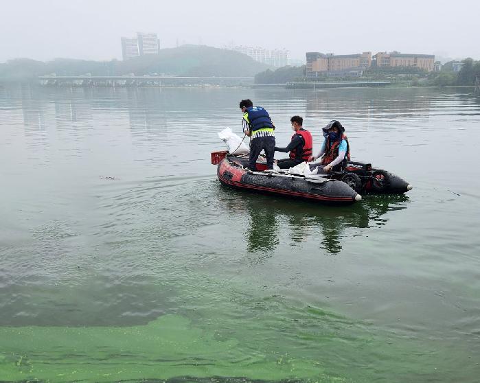 용인시, 폭염 대비 기흥호수에 녹조 제거제 1000kg 살포