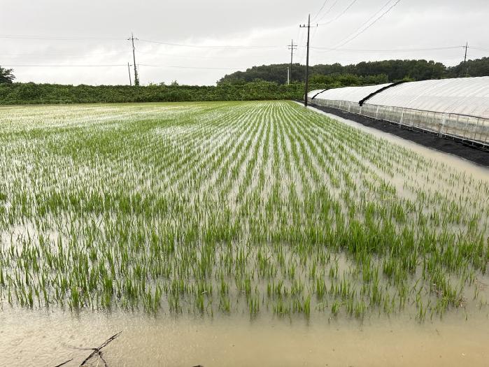 이천시농업기술센터, 집중호우에 따른 농작물 사후관리 철저 당부